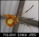 Orchid-psychopsis-papilio-x-papilio-1843-00707.jpg
