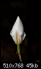 Dew covered dietes sprout-dew-covered-dietes-sprout.jpg