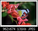 Orange BougainvilleaFlower-9960-c-9960-butterfly-08-04-10-40-300.jpg