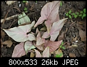 My What Izit - pink-leaves.jpg-pink-leaves.jpg