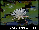 White Lily-whitelily.jpg