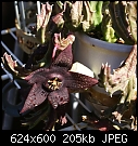 Orbea variegata-orbea-variegata-78dsc00789.jpg
