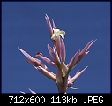 Tillandsia flower-t-cacticola-197dsc00794.jpg