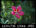 Hibiscus-hibiscus.jpg