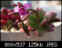 Another succulent-165-anacampseros-telephiastrum-165dsc00815.jpg