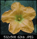Squash/zucchini/pumpkin flower ID please-squashflower0710.jpg