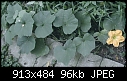Squash/zucchini/pumpkin flower ID please-squashplant.jpg