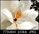 Magnolia-p1010842-m.jpg