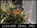 Another shot of the butterfly-butterfly-chewed-wings-dsc00857.jpg