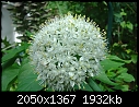 Onion flowers-dsc02692.jpg