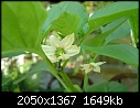 Yellow pepper flower-dsc02706.jpg