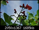 Runner beans and flowers-dsc02699.jpg