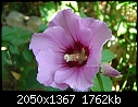 Hibiscus-dsc02710.jpg