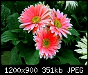 Pink Flower ... Zinnia?-pink-flower-770-m.jpg