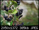 Is this Huckleberries? - Is it Huckleberry.JPG-huckleberry.jpg