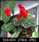 Click image for larger version

Name:	Cyclamen RedDSC00902.JPG
Views:	277
Size:	275.7 KB
ID:	13320
