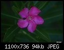Click image for larger version

Name:	oleander.JPG
Views:	244
Size:	94.1 KB
ID:	13322