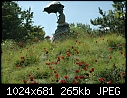 Poppy hill - DSC_3591.JPG-dsc_3591.jpg