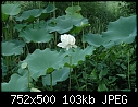 some water plants - DSC_3562a.jpg-dsc_3562a.jpg