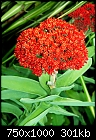 Click image for larger version

Name:	Succulent with Red Blooms M.jpg
Views:	695
Size:	300.9 KB
ID:	13331