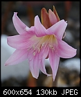 Click image for larger version

Name:	Amaryllis belladonna DSC00928.JPG
Views:	580
Size:	130.1 KB
ID:	13340