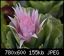 Click image for larger version

Name:	Bromeliad unkDSC00947.JPG
Views:	187
Size:	155.5 KB
ID:	13342