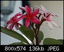 Red Plumeria-plumeria-2-tone-dsc00930.jpg
