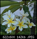 Click image for larger version

Name:	Plumeria WhiteYellow DSC00932.JPG
Views:	619
Size:	141.6 KB
ID:	13345