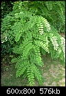 Please name this plant-unknown-plant.jpg