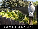 Click image for larger version

Name:	Hylocereus undatusCactusCreeperDSC00958.JPG
Views:	444
Size:	37.9 KB
ID:	13387