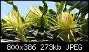 Click image for larger version

Name:	Hylocereus undatusCactusCreeperDSC00955.JPG
Views:	300
Size:	272.6 KB
ID:	13388