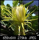 Click image for larger version

Name:	Hylocereus undatusCactusCreeperDSC00959.JPG
Views:	300
Size:	278.9 KB
ID:	13389