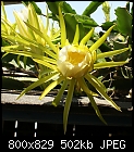 Cactus Creeper IV-hylocereus-undatuscactuscreeperdsc00963.jpg