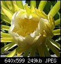 Click image for larger version

Name:	Hylocereus undatusCactusCreeperDSC00964.JPG
Views:	398
Size:	248.9 KB
ID:	13391