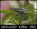 Click image for larger version

Name:	Butterfly_0314.jpg
Views:	301
Size:	434.7 KB
ID:	13392