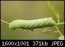 Click image for larger version

Name:	Tomato-Worm_0214.jpg
Views:	332
Size:	371.2 KB
ID:	13393