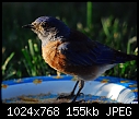 Click image for larger version

Name:	Male Western Bluebird.jpg
Views:	355
Size:	155.4 KB
ID:	13394