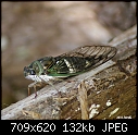 Click image for larger version

Name:	cicada.JPG
Views:	303
Size:	131.8 KB
ID:	13395