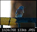Bluebirds apparently don't like corn-bluebirds-apparently-dont-like-corn.jpg