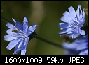 Wildflowers and Garden Flowers - Blue-Wildflower.jpg (1/1)-blue-wildflower.jpg