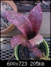 Click image for larger version

Name:	Billbergia Pink Champagne179-DSC00978.JPG
Views:	303
Size:	205.3 KB
ID:	13399