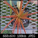 Click image for larger version

Name:	Neophytum Ralph Davis 299DSC00980.JPG
Views:	313
Size:	188.0 KB
ID:	13400