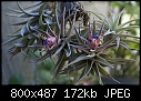 Click image for larger version

Name:	T hondurensis 394DSC00967.JPG
Views:	764
Size:	171.9 KB
ID:	13401