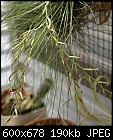 Tillandsia filifolia-t-filifolia-192-dsc00988.jpg