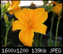 Click image for larger version

Name:	Flower_DaleWI_07022010C.jpg
Views:	300
Size:	138.9 KB
ID:	13406