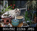 What is that in the flower pot?-miss-cocolaroux-8-10dsc00993.jpg