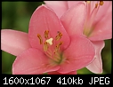 Click image for larger version

Name:	Lilies-Macro-Pink_9957.jpg
Views:	412
Size:	410.2 KB
ID:	13409
