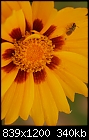 Click image for larger version

Name:	Coreopsis-Macro_9807 copy.jpg
Views:	269
Size:	339.7 KB
ID:	13410