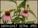 Click image for larger version

Name:	Coneflower_0107 copy.jpg
Views:	336
Size:	327.4 KB
ID:	13411