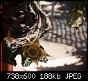 Click image for larger version

Name:	Orbea variegata 73DSC00981.JPG
Views:	335
Size:	187.8 KB
ID:	13412